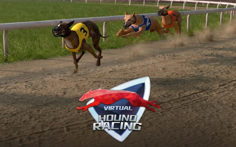 Try yourself in Virtual hound racing simulation with 1win sire.